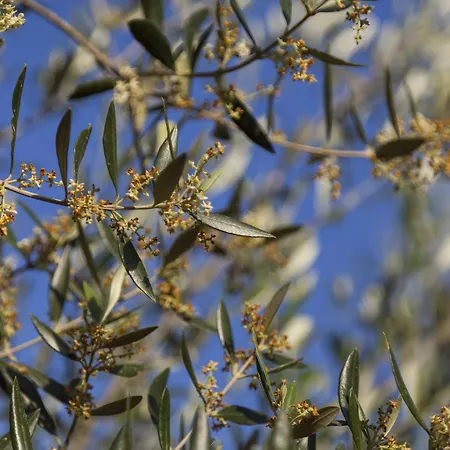 Vila Asanti Villas Lévktron