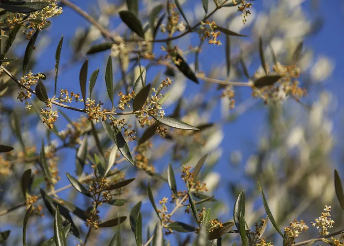 Willa Asanti Lévktron