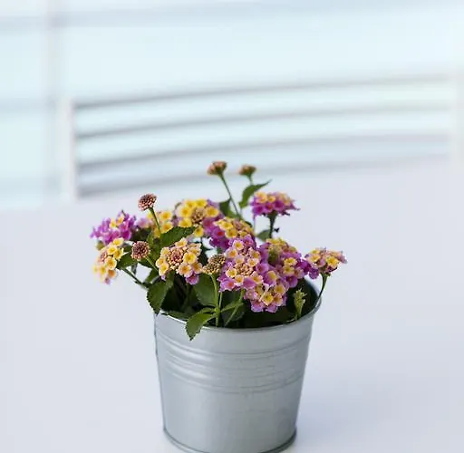 Βίλα Asanti Λεύκτρο